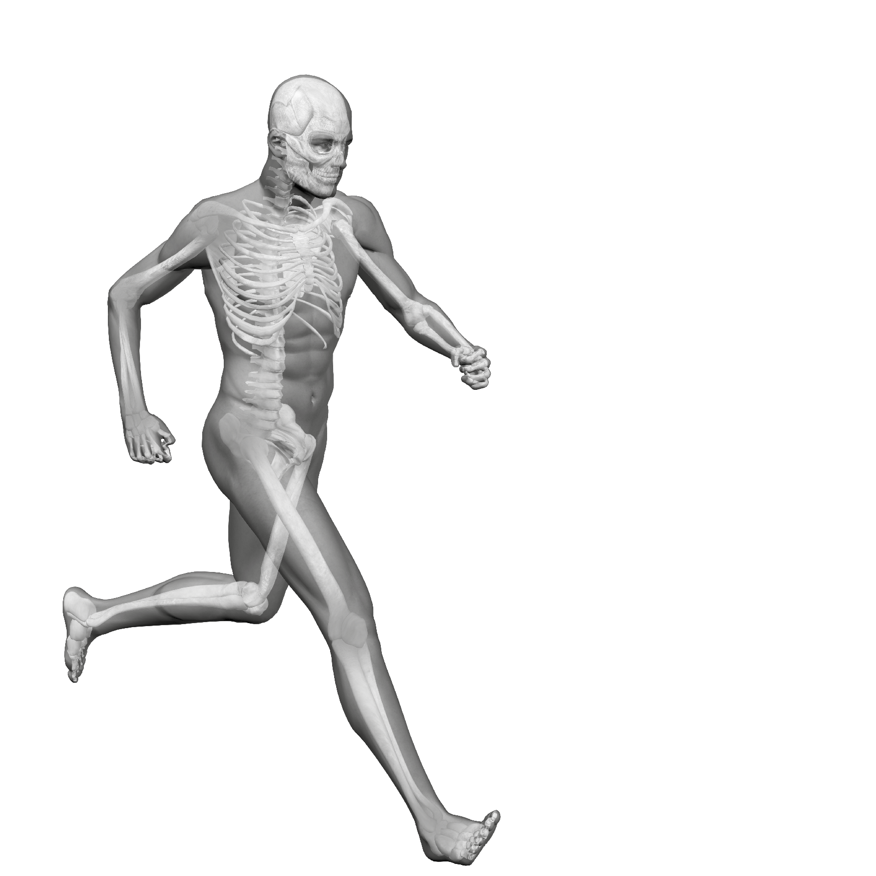 A 3D medical illustration showing the human skeletal system overlaid within the transparent outline of a person running, illustrating anatomical structure.