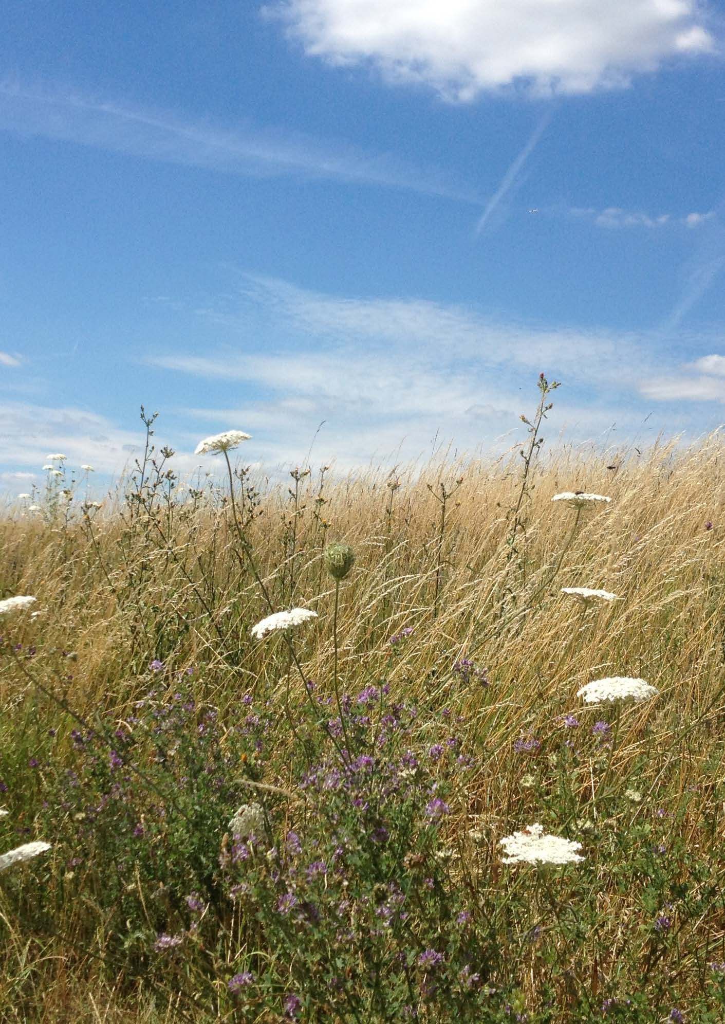 Field of tall, dry grasses and scattered white and purple wildflowers under a bright blue sky.