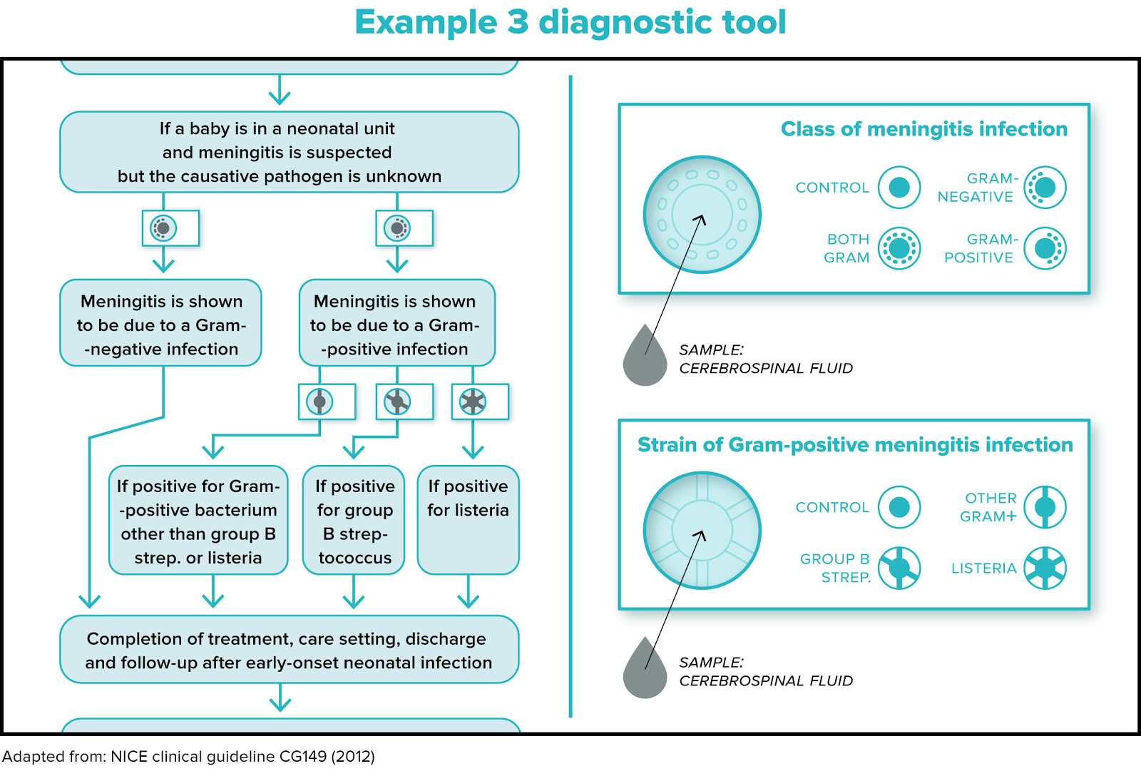 Flowchart showing diagnostic tools for suspected meningitis in a neonate, differentiating between Gram-negative and Gram-positive infections and identifying specific strains.