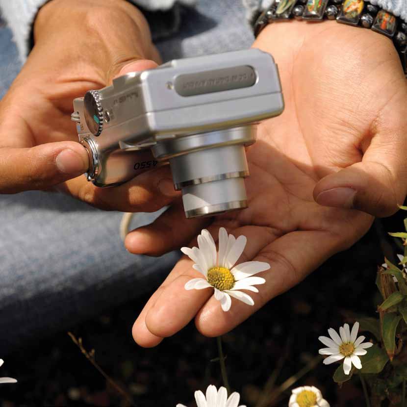 Close-up of hands holding a silver digital camera over a white daisy flower.