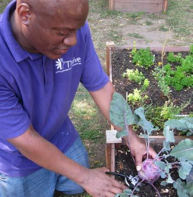 A man in a "Thrive" shirt harvesting a kohlrabi from a raised garden bed.