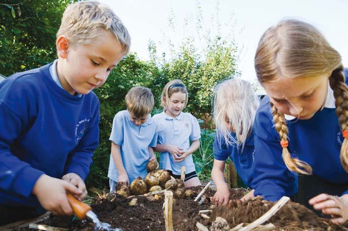 School children in uniform harvest potatoes from a garden bed, digging in the soil with small tools.
