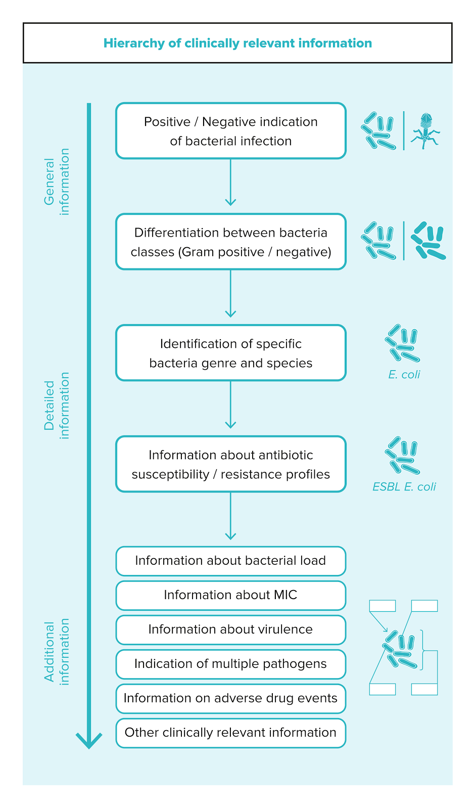 Hierarchy diagram illustrating the progression of clinically relevant information from general bacterial infection indication to specific details like antibiotic resistance and bacterial load.