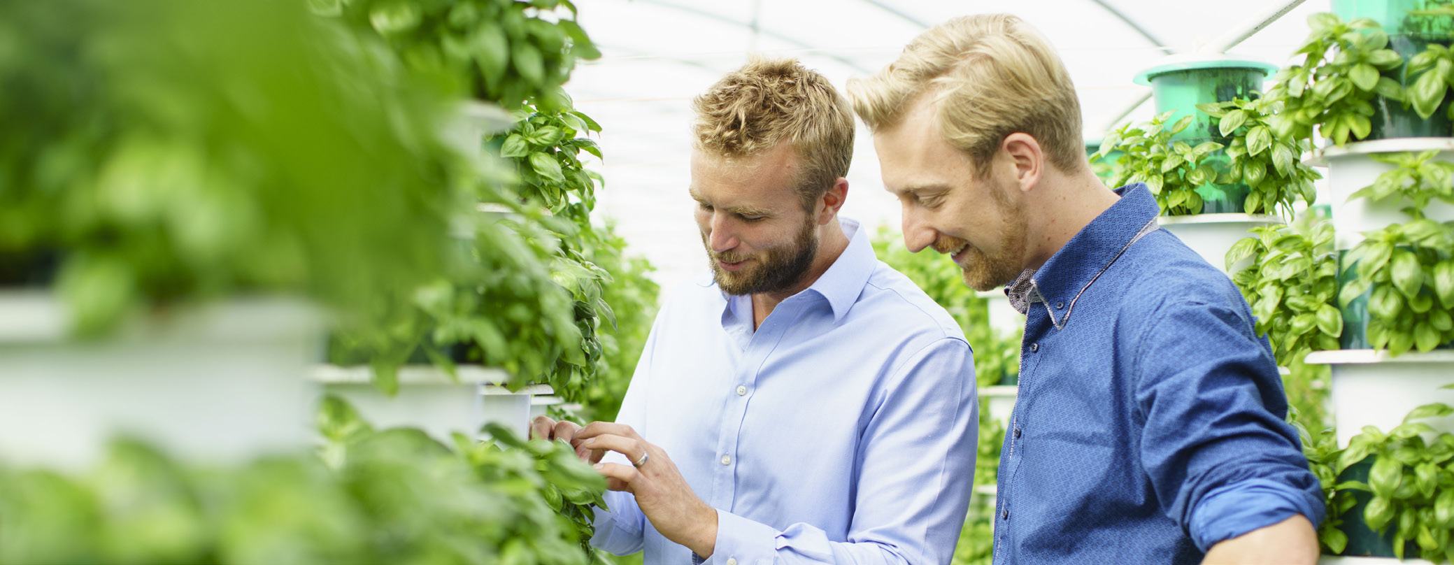 Two men inspecting plants in a greenhouse, illustrating agricultural research or production.