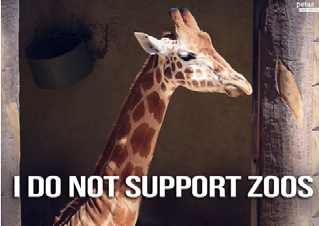 A giraffe in an enclosure with the text overlay "I DO NOT SUPPORT ZOOS," expressing an anti-zoo stance.