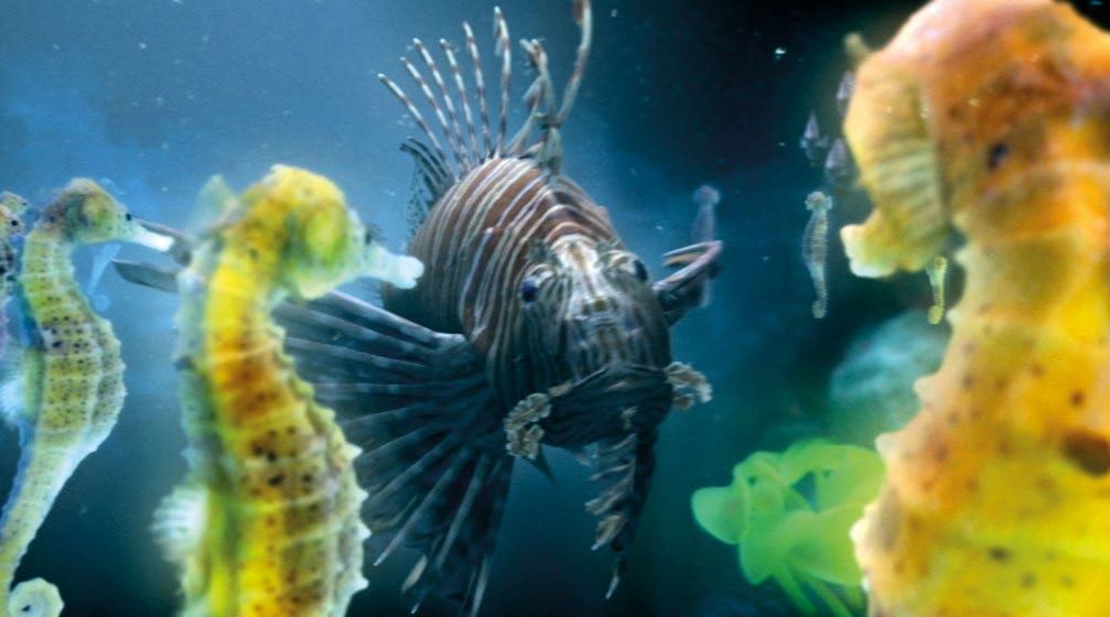 A striped lionfish swimming amidst several yellow and brown seahorses in clear blue water.