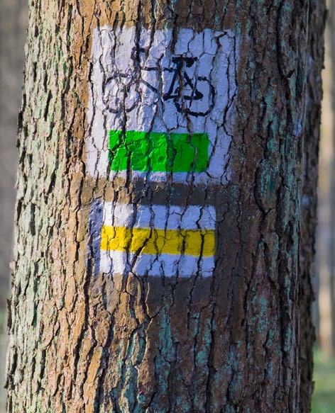 A tree trunk with painted trail markers including a black bicycle symbol, a green rectangle, and a yellow rectangle.