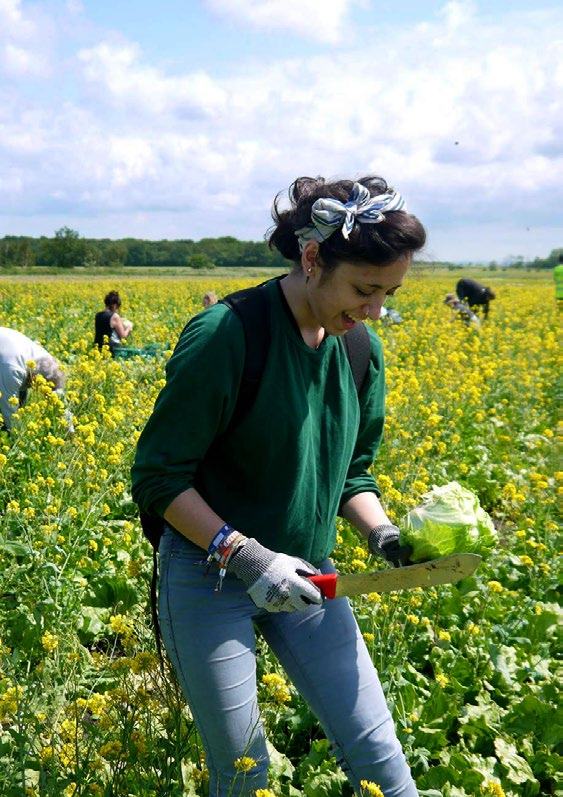 A person in a field of yellow flowers harvesting cabbage with a knife.