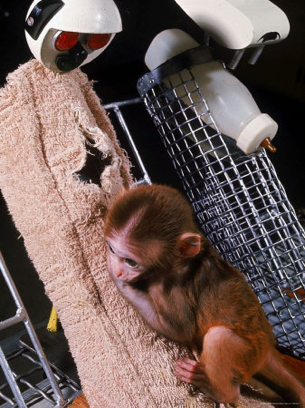 A baby rhesus monkey clings to a towel surrogate mother, next to a wire feeder with a bottle and a mechanical head, illustrating Harry Harlow's attachment experiments.