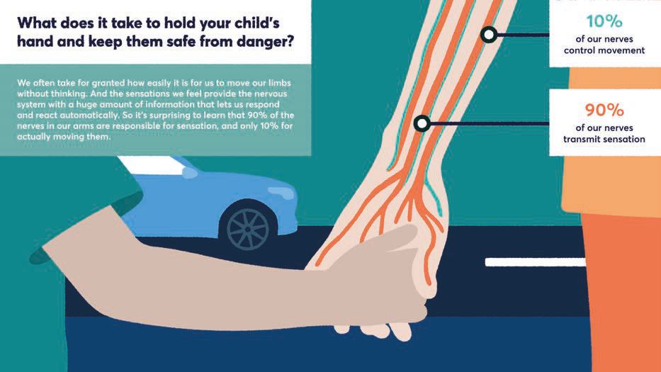 Infographic showing an adult holding a child's hand, with text explaining that 90% of nerves transmit sensation and 10% control movement, next to a car.