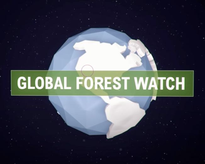 Graphic with "GLOBAL FOREST WATCH" on a green bar over a low-poly globe against a dark, starry background.