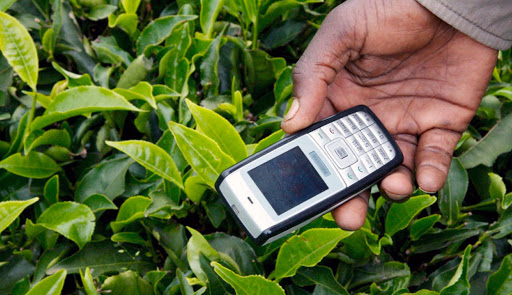 A hand holds an old mobile phone among green tea leaves, symbolizing technology in agriculture or rural connectivity.