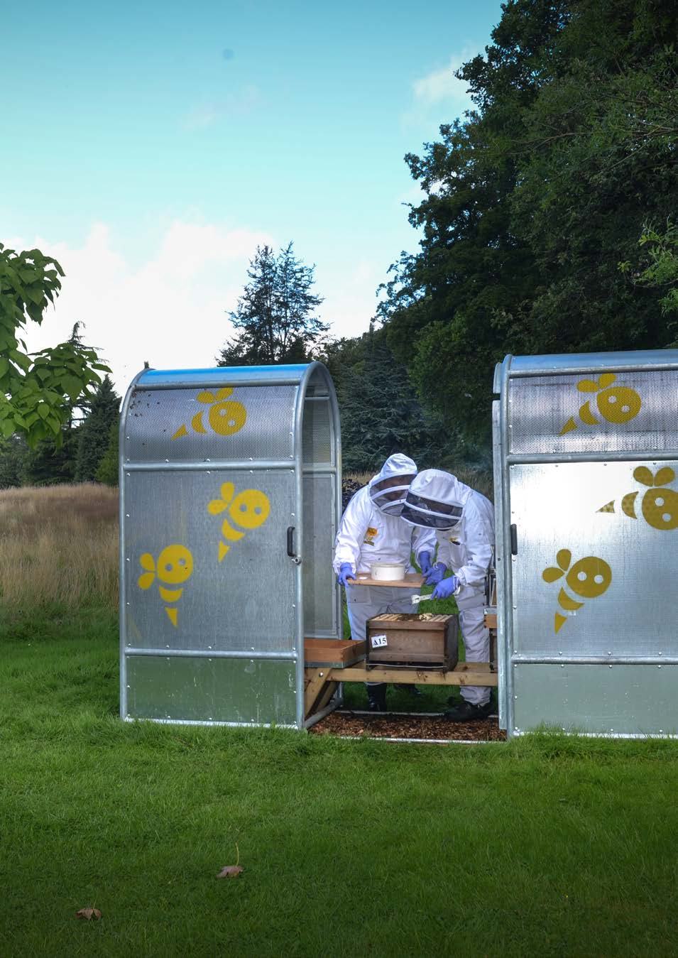 Two beekeepers in protective suits tending to a beehive inside a metal enclosure decorated with bee graphics.