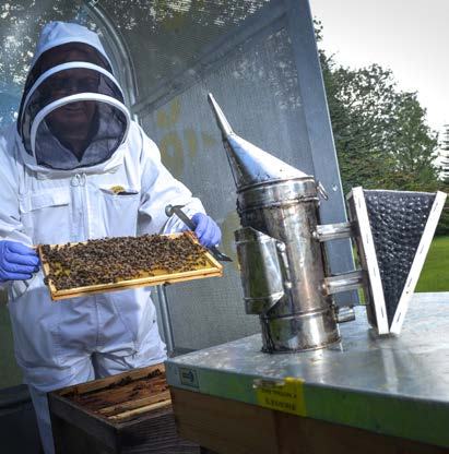 Beekeeper in protective suit holds a frame covered in bees, next to a metal smoker and beekeeping tools.