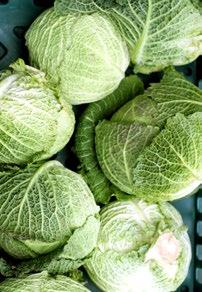 A close-up view of several fresh, green, crinkly heads of savoy cabbage.