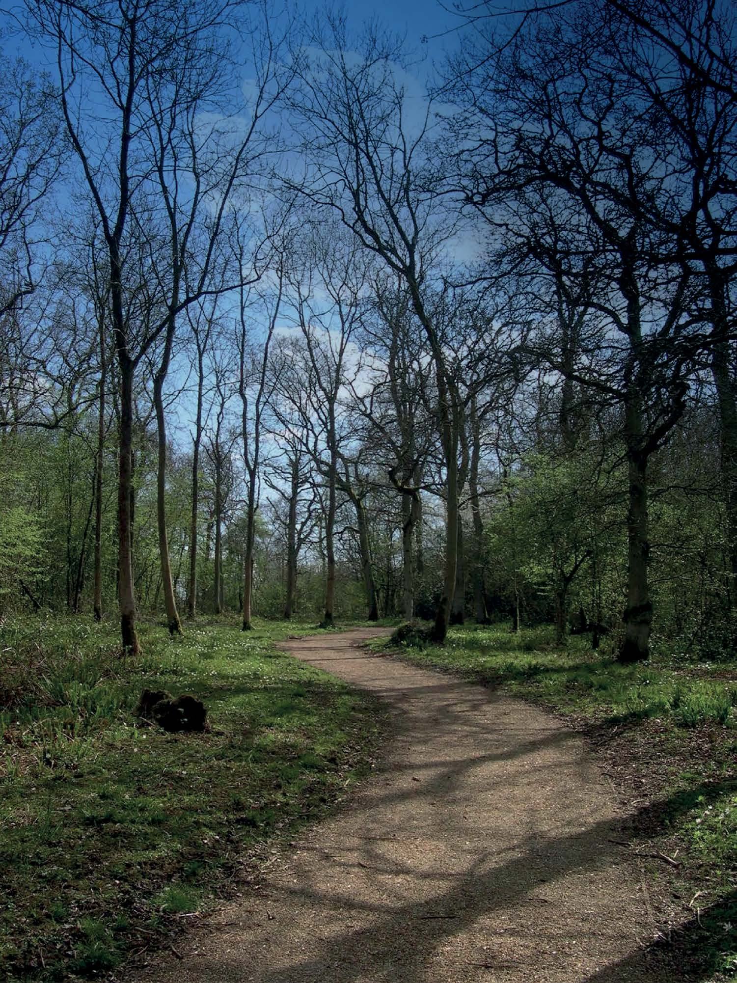 A winding dirt path through a forest with tall, bare trees and some green undergrowth under a bright blue sky.