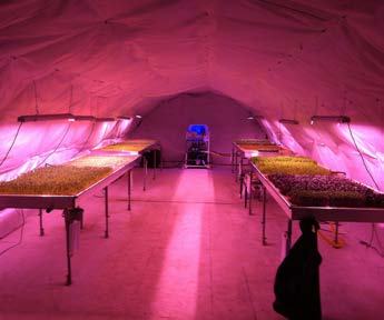 An indoor farming setup inside a tent-like structure, featuring tables of plants under bright pink LED grow lights.