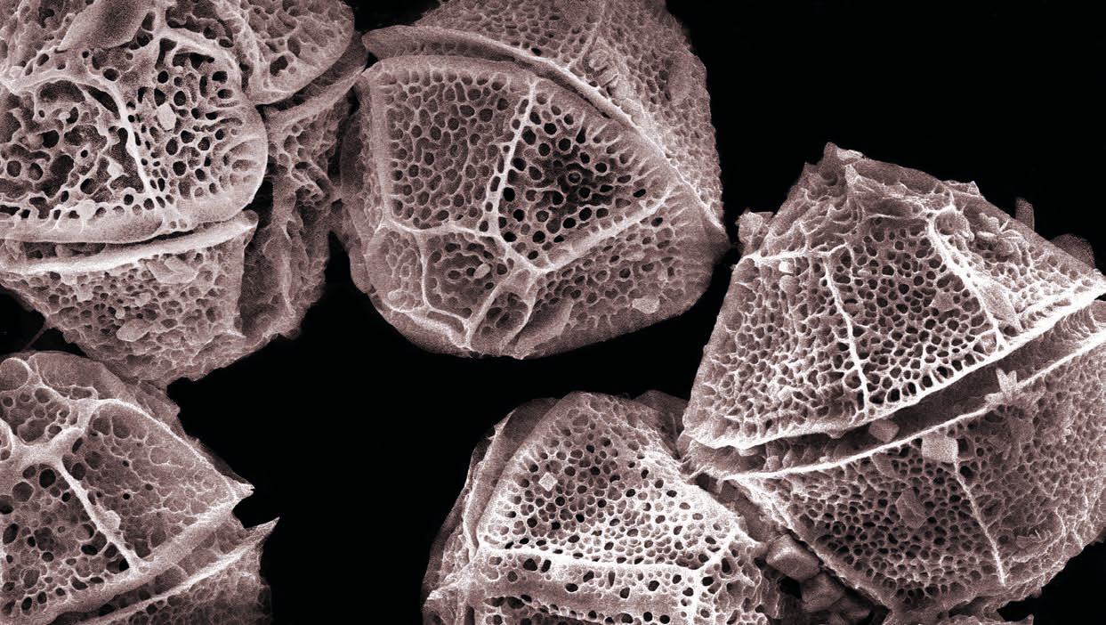Microscopic image showing several irregularly shaped objects with highly porous, intricate cellular or crystalline surfaces.