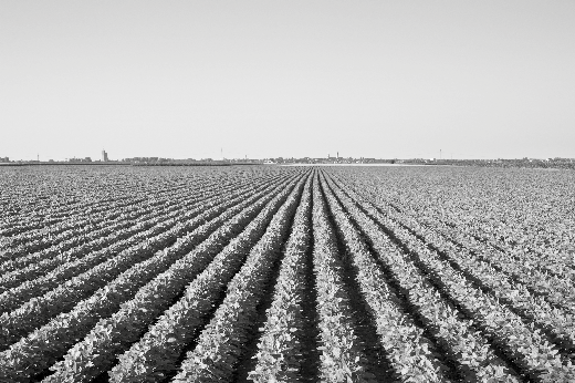 Aerial view of an agricultural field with distinct rows of crops extending into the distance.