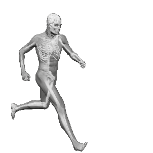 A human figure in a running pose, with one side showing the external body and the other revealing the skeletal structure.