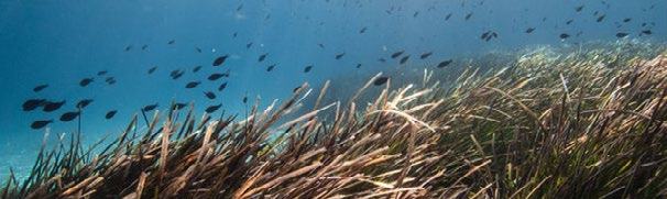 Underwater scene with a dense bed of brown seagrass on the seabed and numerous small, dark fish swimming in the blue water above.