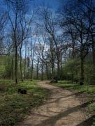 A winding dirt path through a forest with tall, mostly bare trees and patches of green grass under a blue sky.