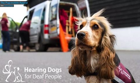 A cocker spaniel hearing dog wearing a branded harness, with a van and people in the blurred background, promoting "The Pup-mobile Appeal" for Hearing Dogs for Deaf People.