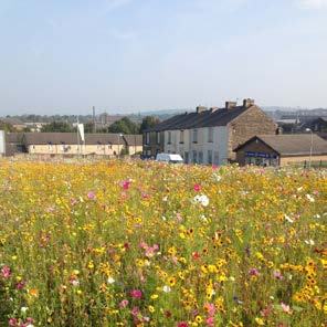 Expansive field of yellow and pink wildflowers in bloom, with houses and buildings visible in the background.